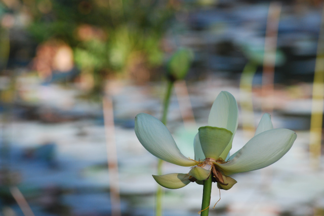 Waterlily Wash  Horizontal